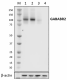 QA19A84_PURE_GABABR2_Antibody_013122