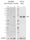 QA20B02_PURE_SykPhospho_Antibody_1_02102022