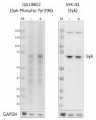 QA20B02_PURE_SykPhospho_Antibody_2_02102022