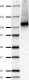 R1JHL_Purified_NMDAR1_Antibody_081519