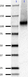 R1JHL_Purified_NMDAR1_Antibody_081519