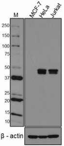 R3-5G4_PURE_Runx3_Antibody_1_050418