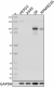 ROS195G_PURE_Blimp-1_Antibody_0_WB_090916