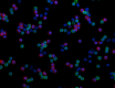 RPA-T8_A594_CD8_Antibody_1_102820