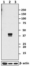 2_SER211_PURE_Nanog_Antibody_WB_072616