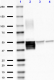SMI-23_Ascites_GFAP_Antibody_3_101618