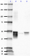 SMI-25_GFAP_Antibody_2_012119.png