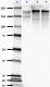 SMI-310_PURE_Neurofilament_Phosphorylated_Antibody_2_123118.png