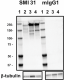 C_SMI-31_PURE_NF-H_Antibody_WB_011718