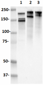SMI-32_HRP_NeuroH_Antibody_1_121417