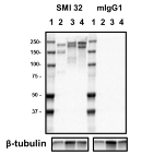SMI-32_PURE_NF-H_Antibody_WB_011218