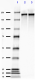 SMI-34_Purified_NF-H_Antibody_4_101618