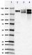 SMI-38_Neutrofilament_H_Purified_Antibody_4_012119.png