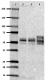 SMI-51R_Ascites_95-108_Antibody_3_122018.png