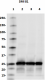 SMI-81_SNAP25_Biotin_Antibody_1_102417