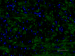 2_SMI-94_A488_Myelin_Protein_2_012219.png