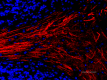 SMI-94_A594_Myelin-Basic-Protein_1_020419.png