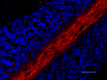 SMI-94_A594_Myelin-Basic-Protein_2_020419.png