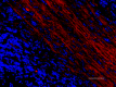 SMI-94_A594_Myelin-Basic-Protein_3_020419.png