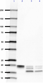 SMI9-4_Pure_Myelin-Basic-Protein_Antibody_4_123118