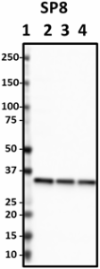 SP8_HRP_Syntaxin_Antibody_1_111618