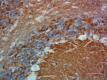 2_SP8_PURE_Syntaxin_Antibody_IHC_1_MB_051818
