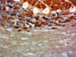 5-SP8_PURE_Syntaxin_Antibody_IHC_2_RB_051818.png