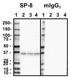 1_SP8_PURE_Syntaxin_Antibody_WB_051818