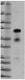 SWN-3_PURE_NAC-1_Antibody_2_WB_013117