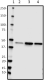TDP2H4_Biotin_TDP43_Antibody_1_081318