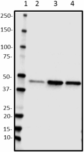 TDP2H4_Biotin_TDP43_Antibody_1_081318