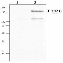 TLR-104_CD283_Purified_Antibody_WB_012114.jpg