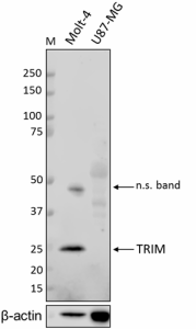TRIM-4_Purified_TRIM_Antibody_123118.png
