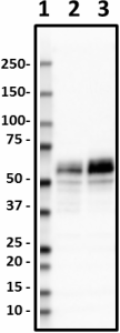 Ta-5_HRP_Tau-210-230_Antibody_1_062419