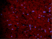 Tag-it_Violet_Cell_Proliferation_Cell_Tracking_Dye_2_ICC_020421