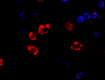 UCHT1_BV421_CD3_Antibody_ICC_012121