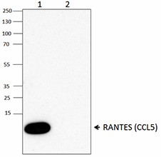 VL1_PURE_RANTES_CCL5_Antibody_WB_050416