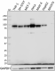 W15091A_PURE_HIF1-beta_Antibody_1_102218