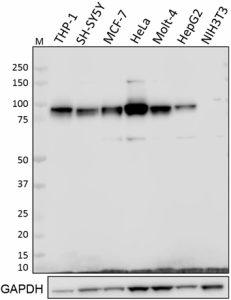 W15091A_PURE_HIF1-beta_Antibody_1_102218