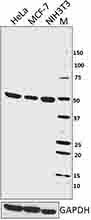 2_W15097A_Pure_HDAC3_Antibody_1_WB_Updated_033016