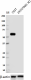W15153A_PURE_TAB1_Antibody_1_050218