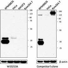 W15213A_PURE_CyclinD2_Antibody_WB_011217