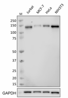 W15221A_PURE_NFATC3_Antibody_WB_040419_updated.png