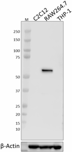 W16007B_PURE_IRF5_Antibody_1_081920