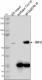 W16007B_PURE_IRF5_Antibody_3_081920