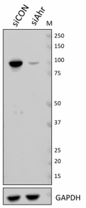 W16012A_PURE_Ahr_Antibody_WB_031519_updated.png
