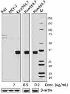 W16014A_PURE_Mcl-1_Antibody_032317