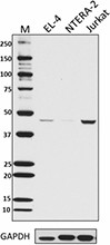 W16017A_PURE_Caspase2L_Antibody_051017