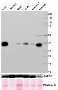 W16033B_Purified_ATF1_Antibody_041919.png