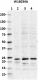 W16034A_Biotin_Rab7A_Antibody_122117